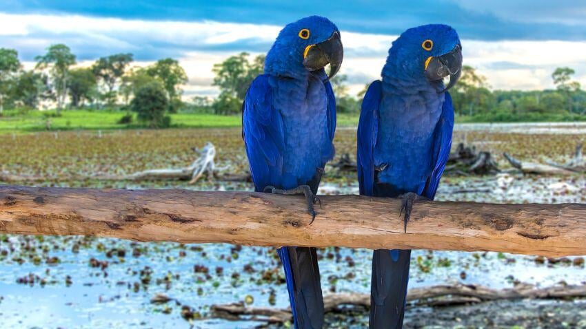 The Pantanal, the world's largest tropical wetland, is a wildlife lover’s paradise, with sunrise cruises offering sightings of jaguars, caimans, and colourful birds—an unforgettable experience