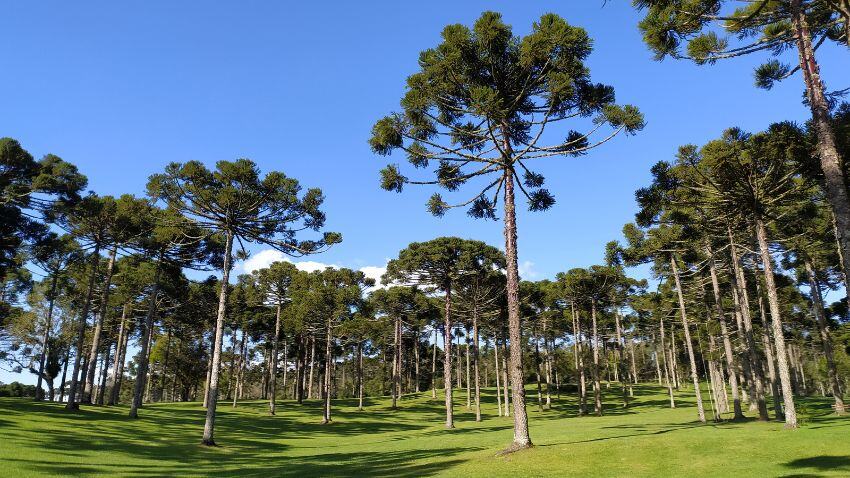 Brazil boasts one of the largest forestry industries in the world, with a favourable climate and suitable locations. Regions such as Paraná and Santa Catarina are ideal for forestry investments