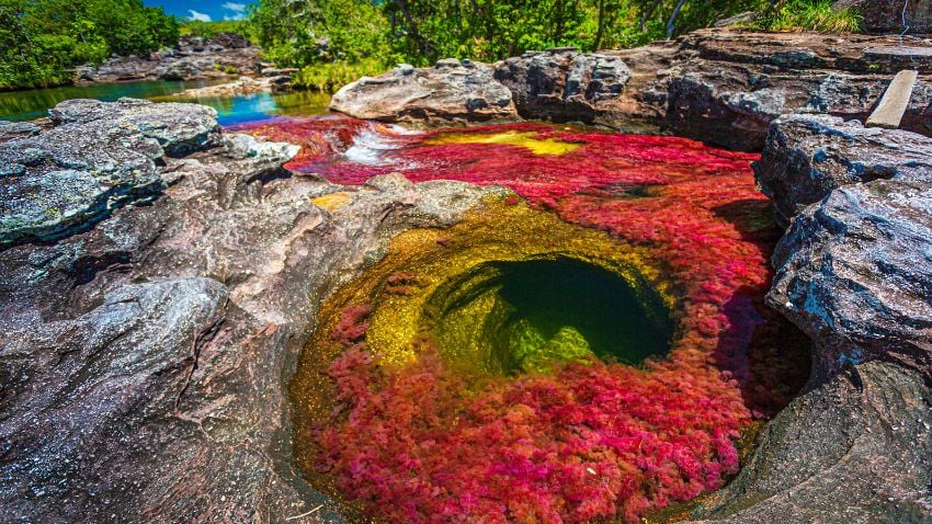 Caño Cristales, in Colombia, is considered the most beautiful river in the world