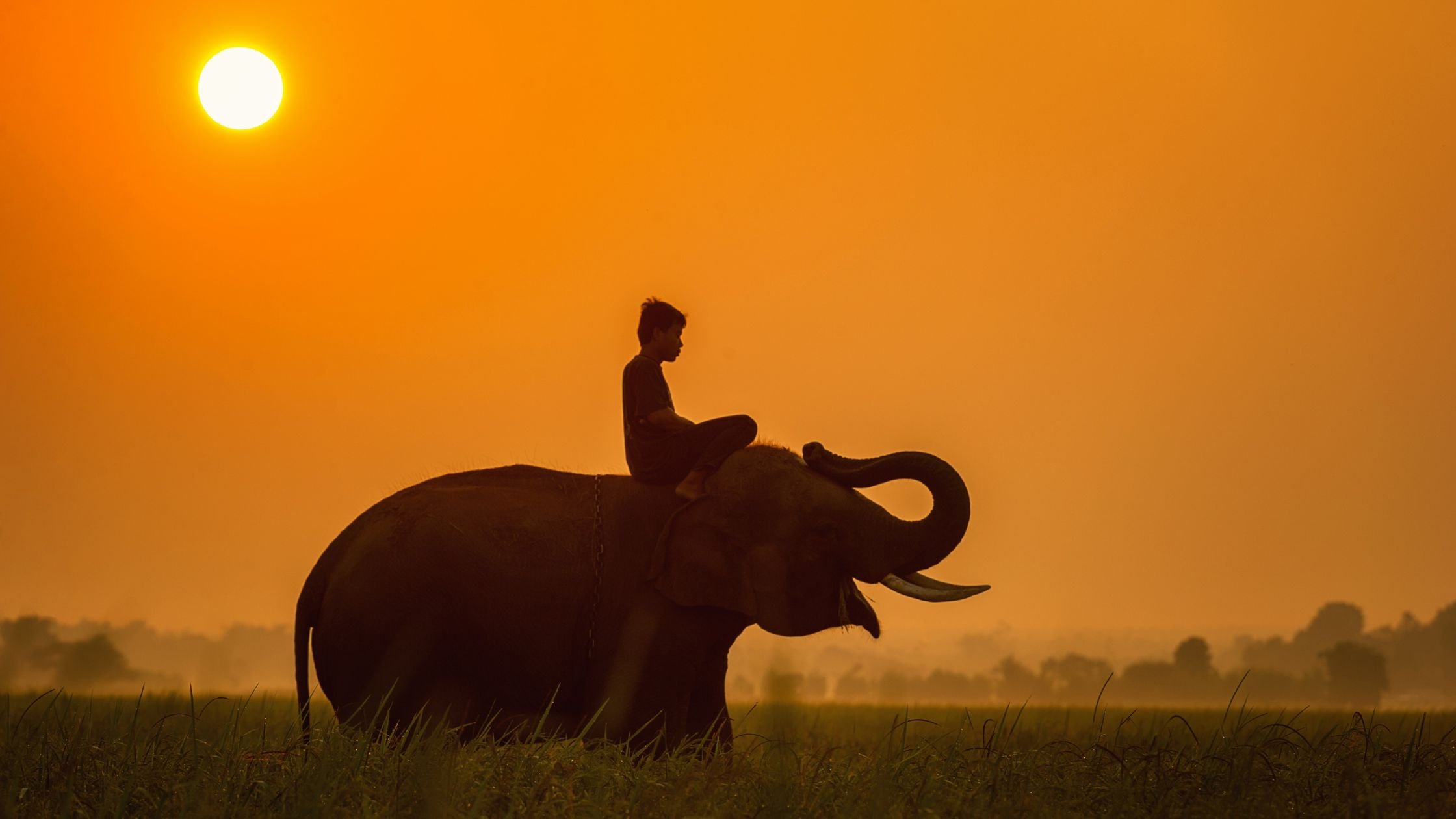 Montando un Elefante al atardecer en Camboya