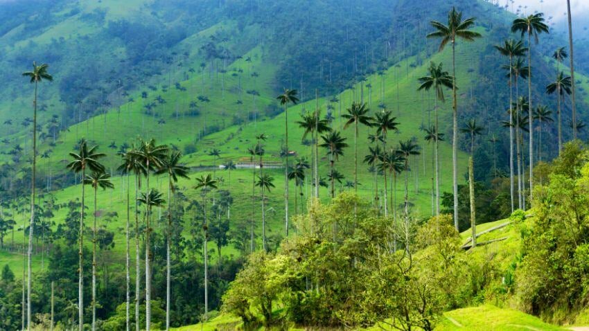 Cocora Valley, Colombia