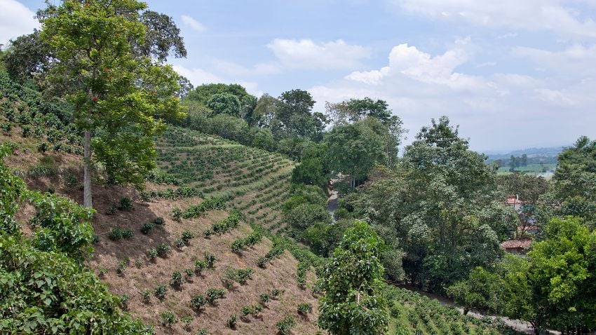 A Colômbia é conhecida por seus cafés maravilhosos e quando são plantados acima do nível do mar absorvem mais sabor e nutrientes do solo, como vemos nesta plantação de café