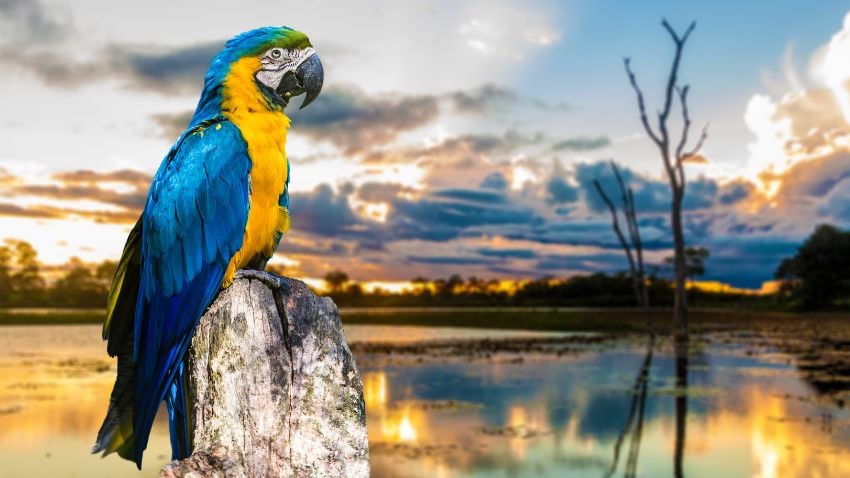 Un colorido guacamayo en Pantanal, una de las aves que componen la fauna brasileña