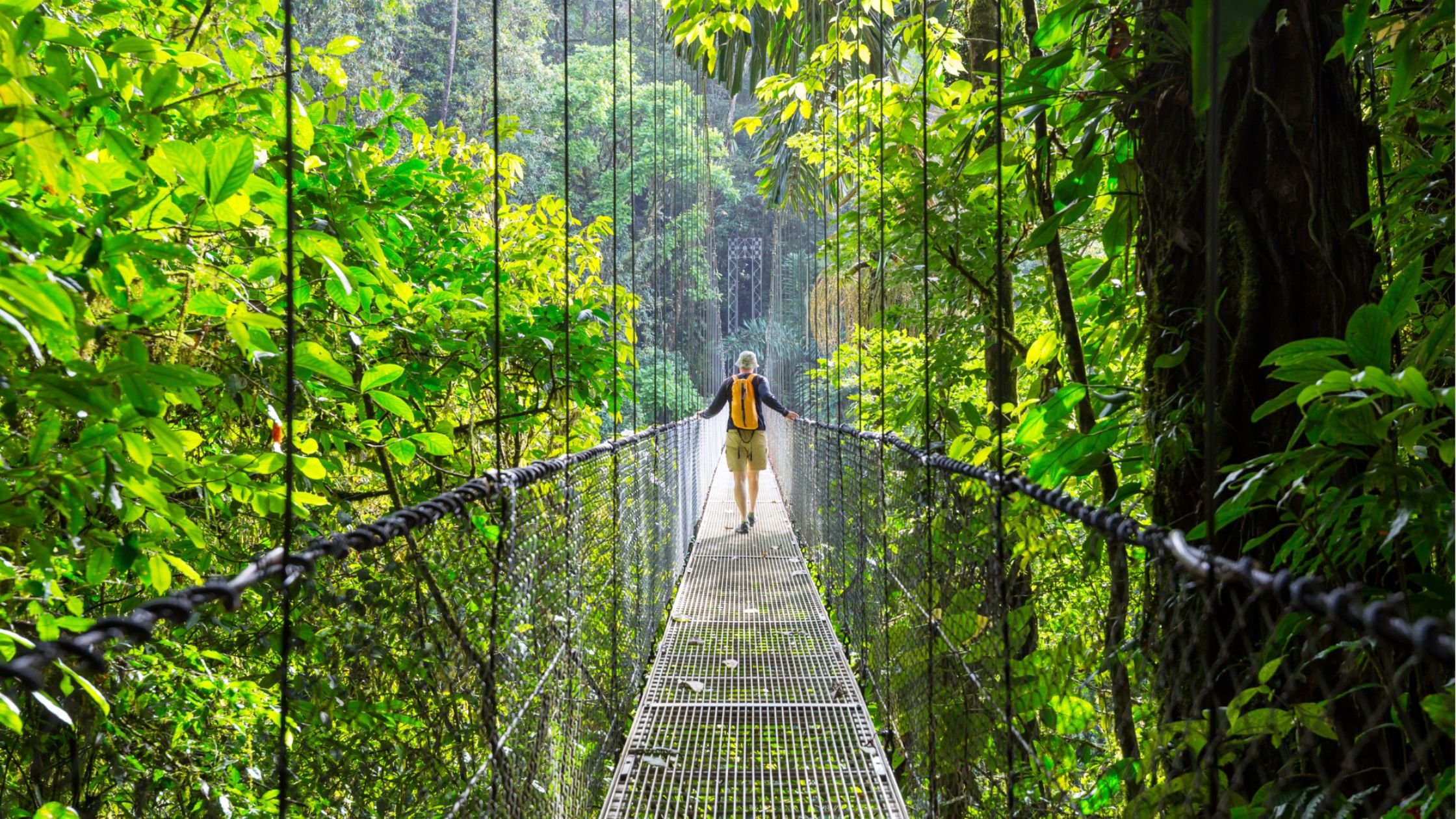 Person walking on the Bridge in Monteverde, Costa Rica