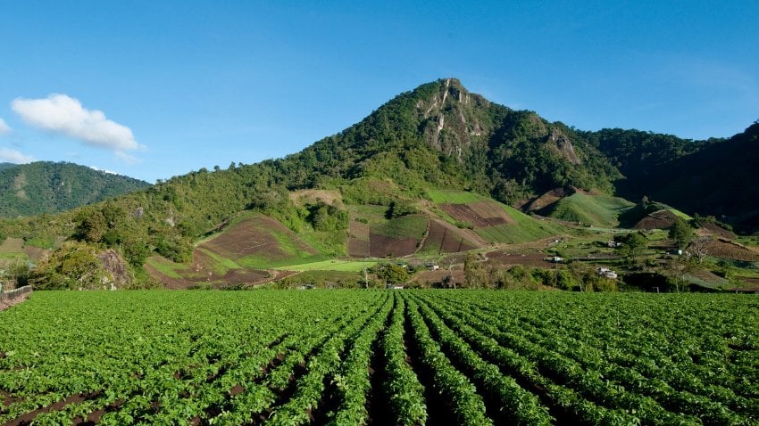 Field containing drills of potato plants growing, Cerro Punta village in Chiriqui province, Panama