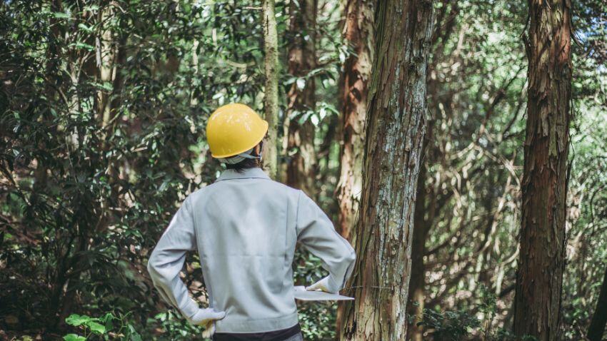 Forestry is a rational option against inflation and market volatility, as it is based on the growth of trees, which continue to grow predictably regardless of prevailing economic conditions