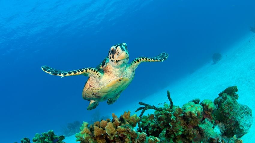 Hawksbill turtle swimming in the blue Caribbean sea in Grand Cayman