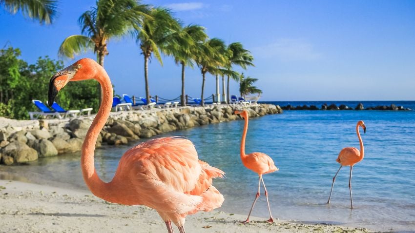 Being an expat in Aruba offers to you a warm and relax lifestyle