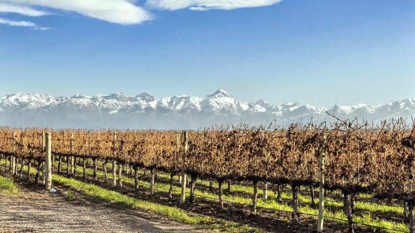 Malbec grape vineyards, without pruning. Tupungato, Mendoza, Argentina