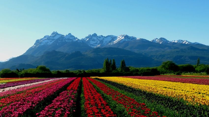 Campo de tulipanes en la Patagonia