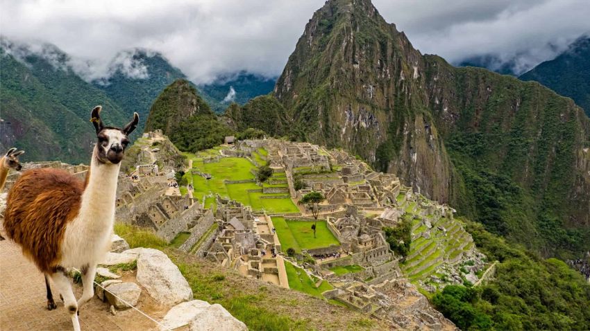 Lhama caminhando em Huayna Picchu, montanha icônica de Machu Picchu, Peru