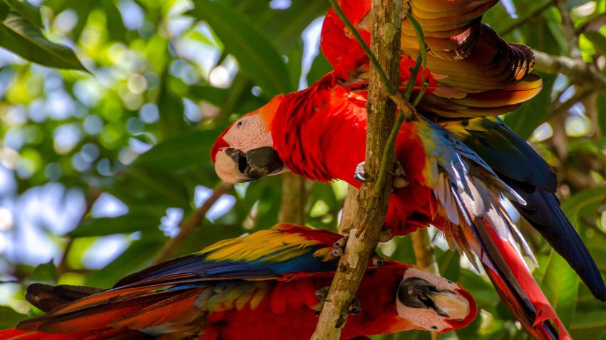 Red Macaw in Costa Rica